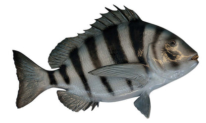 Sheepshead Decals