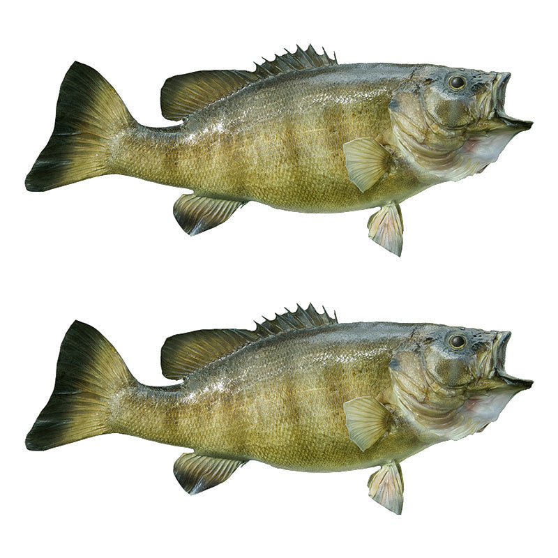 Smallmouth Bass Decals | 16"-60"