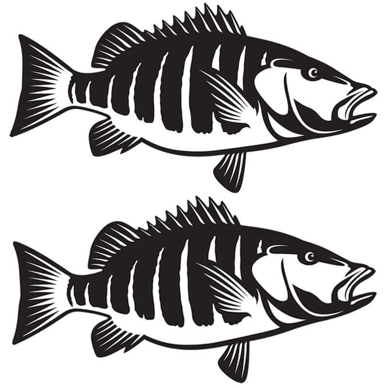 Striped snapper wall decals, fully customizable size from 40"-70", perfect large fish wall decor for enthusiasts.