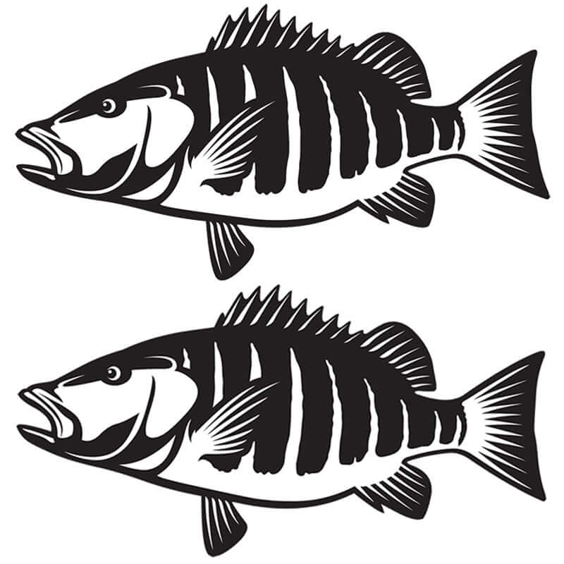 Snapper fish wall decals, fully customizable, left or right facing in matte white or black, perfect for fish enthusiasts.