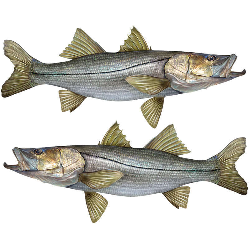 Snook fish wall decals, fully customizable from 40"-70", perfect fishing wall stickers for enthusiasts with text options.