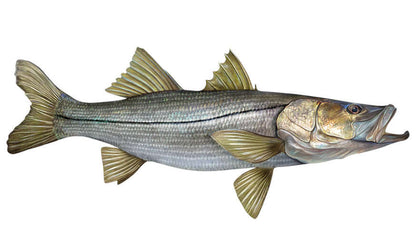 Snook fish wall decals, fully customizable 40"-70", with optional text. Perfect large fish wall decor for enthusiasts.