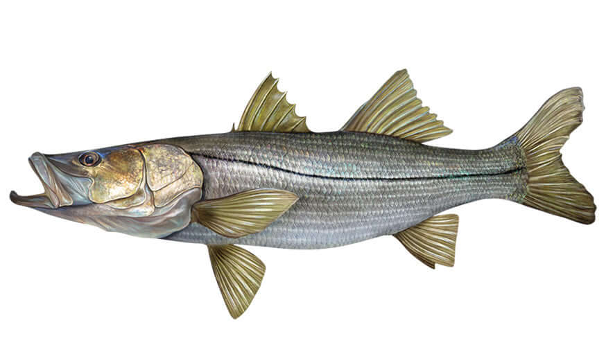 Snook Wall Decals