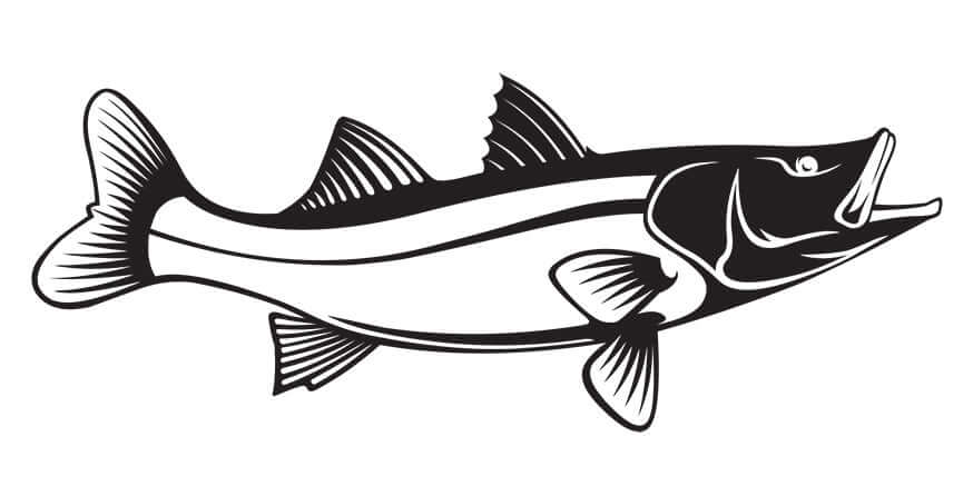 Snook fish wall decal, fully customizable sizes and text, available in black and white, perfect for fish enthusiasts and large decor.