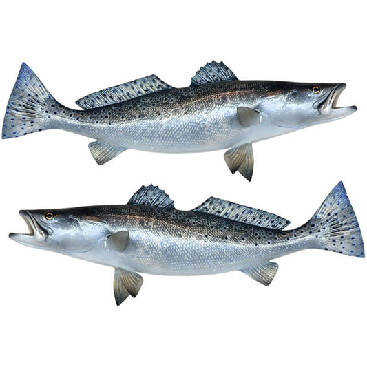 Spotted Sea Trout wall decals, fully customizable, 40"-70", perfect for fish enthusiasts. Large fish wall decor with text options.