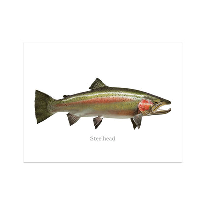 Steelhead Trout Art Prints & Posters.