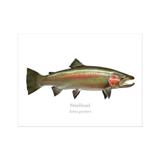 Steelhead Trout Art Prints & Posters with scientific and common name.