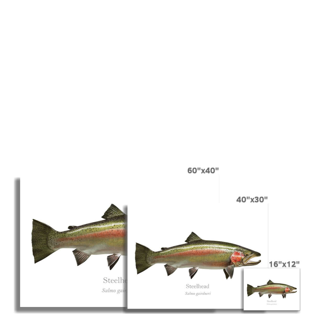 Steelhead Trout Art Prints & Posters small to large sizes.