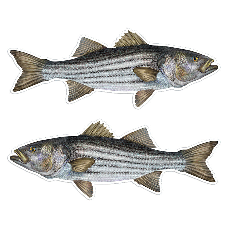 Striped Bass Striper 14 inch stickers left and right facing.