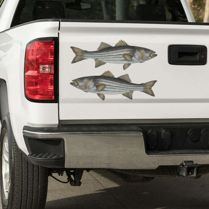 Striped Bass, Striper large decal on a pickup truck.