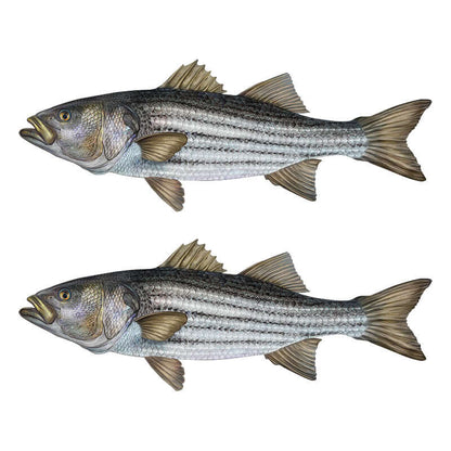 Striped Bass, Striper large decals left facing x 2.