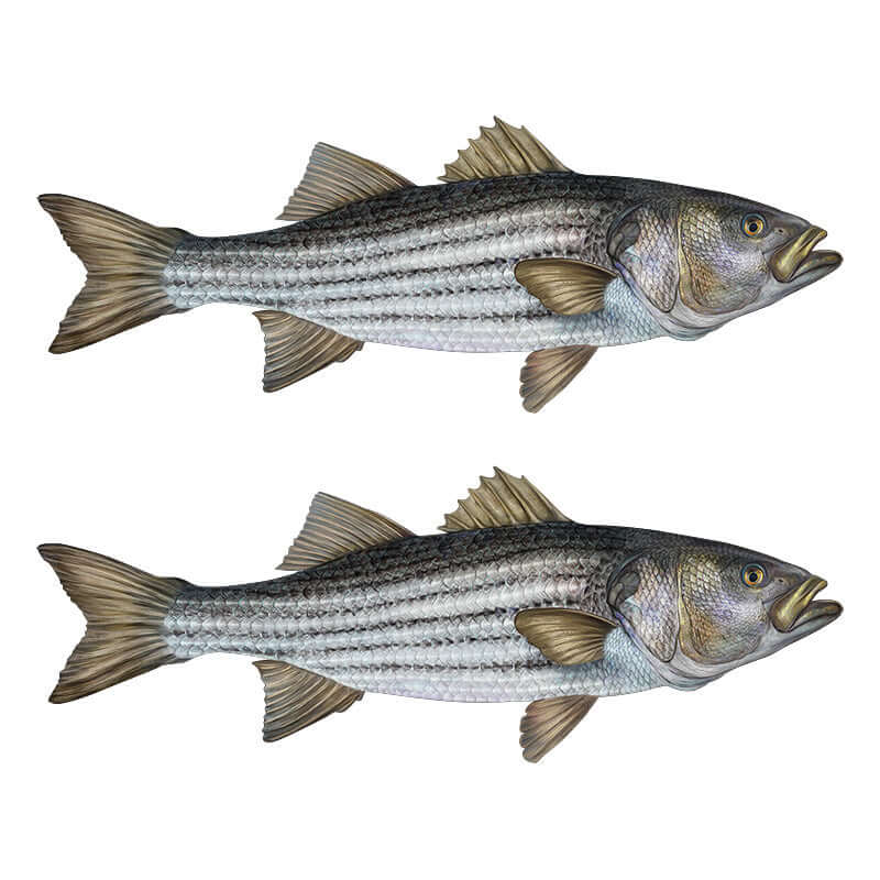 Striped Bass, Striper large decals right facing x 2.