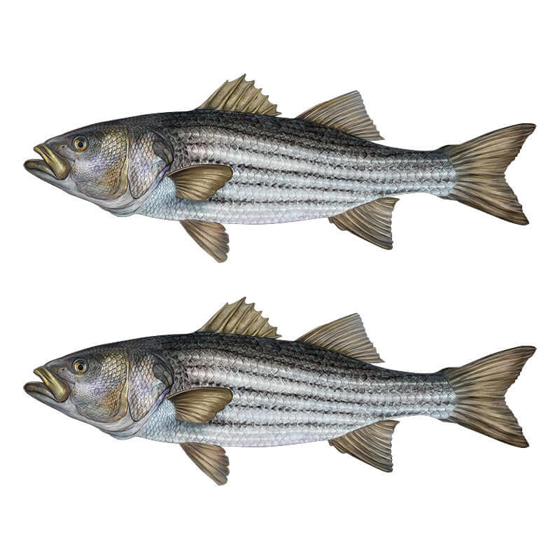 Striped Bass Wall Decals