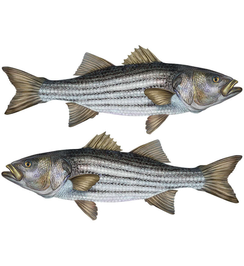 Striped Bass, Striper large decals left and right facing.