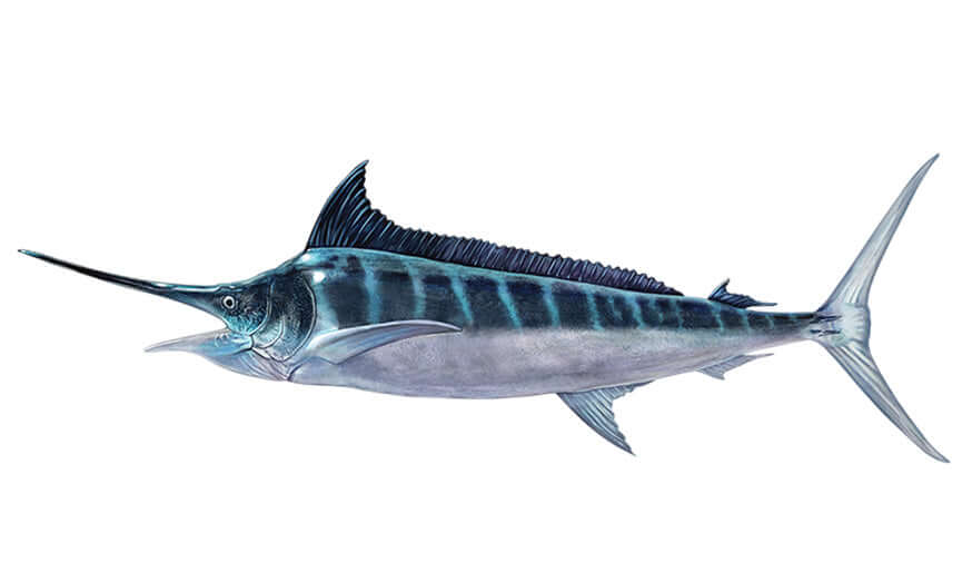 Striped Marlin Decals