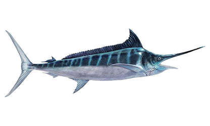 Striped Marlin large decals right facing.