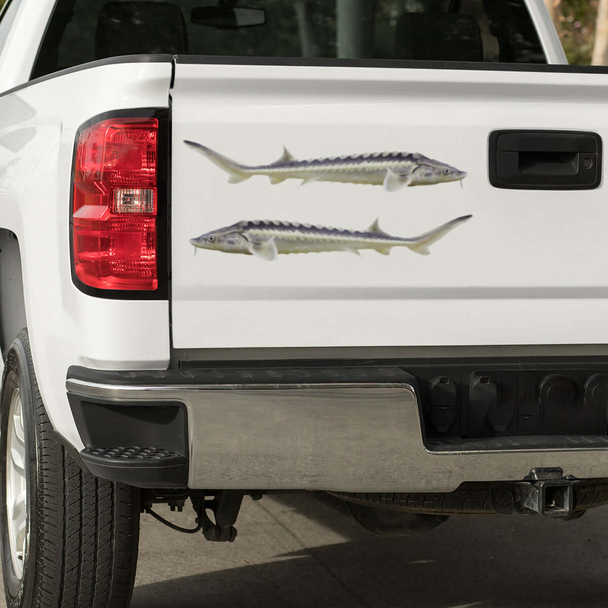 Sturgeon large decals on a pickup truck