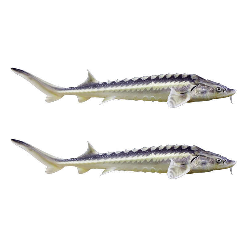 Sturgeon Decals Decals