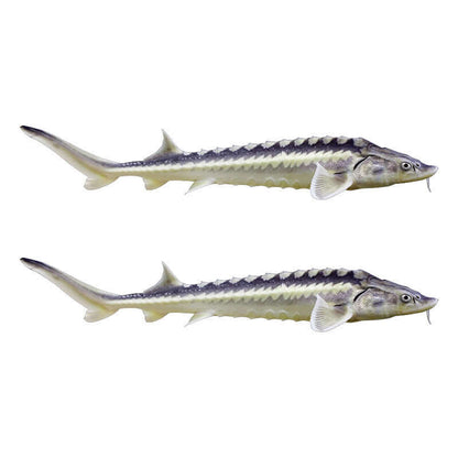 Sturgeon Decals Decals