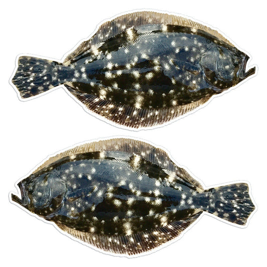 Summer Flounder Fluke 14 inch stickers left and right facing.