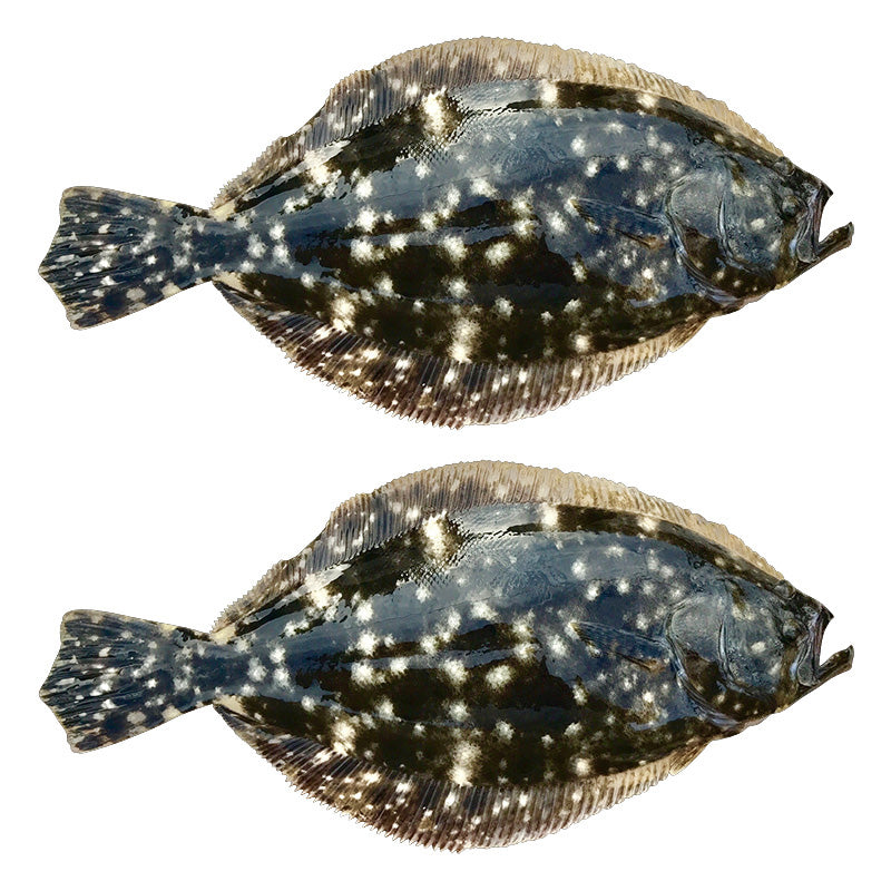 Summer Flounder Decals | 16"-60"