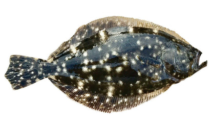 Summer Flounder Decals