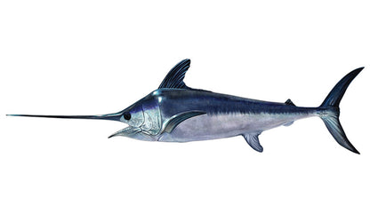 Swordfish Decals | 16"-60"