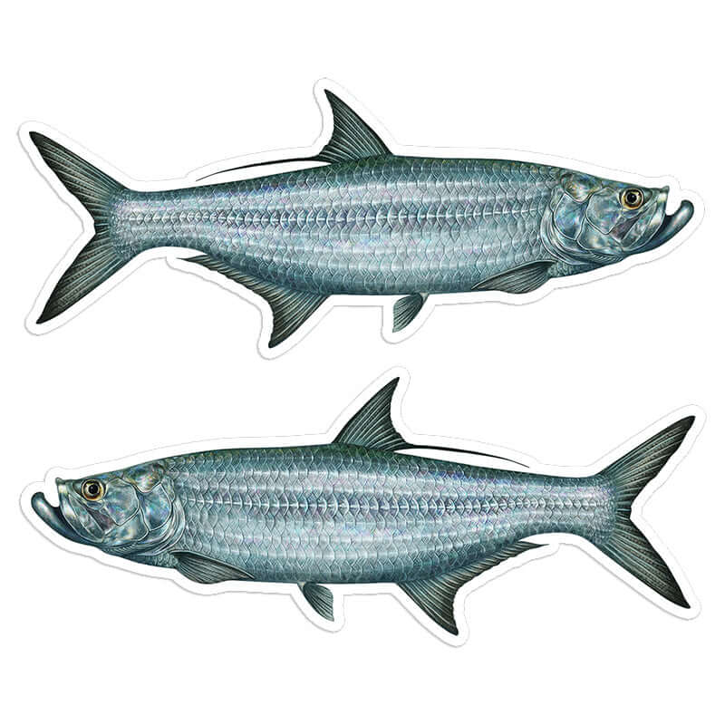 Tarpon - Stickers, Decals