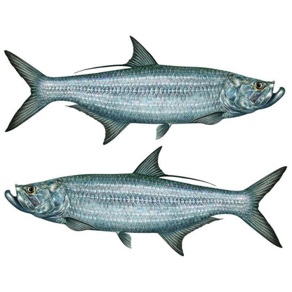 Tarpon fish wall decals, fully customizable 40"-70", add up to 10 lines of text, large fish wall decor for home or office.