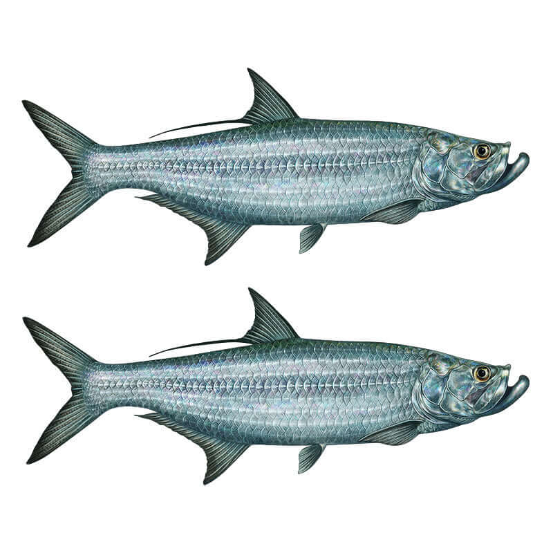 Tarpon fish wall decals, fully customisable 40"-70", add text options, perfect for fish enthusiasts, large fish wall decor.