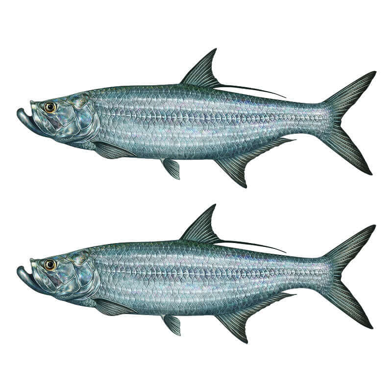 Customizable tarpon fish wall decals with text options, 40"-70", perfect for large fish wall decor.