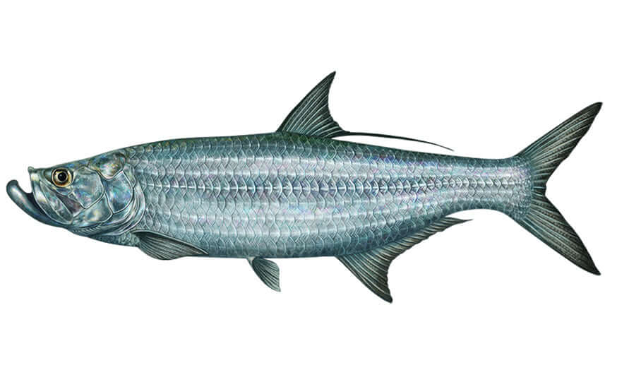 Tarpon fish wall decals, fully customizable 40"-70", perfect large fish wall decor for enthusiasts, add text options.