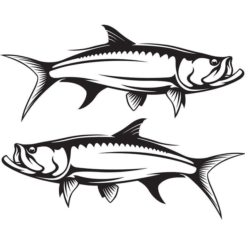 Customizable tarpon wall decals in black and white, perfect large fish wall decor for enthusiasts, 40"-70", add text options available.