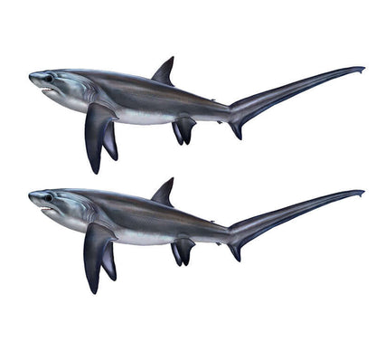 Thresher Shark large decal left facing x 2.