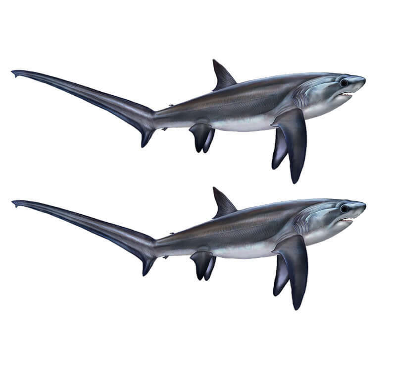 Thresher Shark large decals right facing x 2.