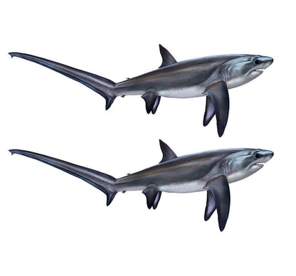 Thresher Shark Decals