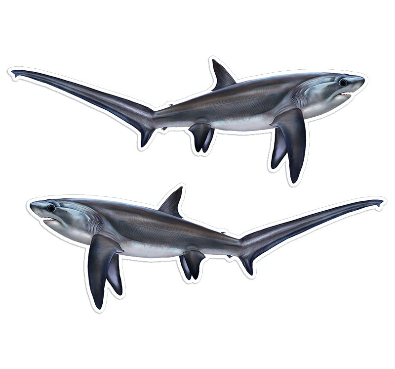 Thresher Shark 14 inch stickers left and right facing.