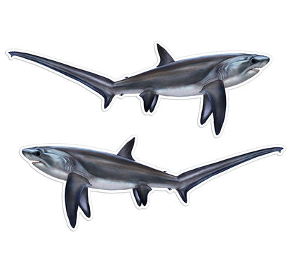 Thresher Shark 14 inch stickers left and right facing.