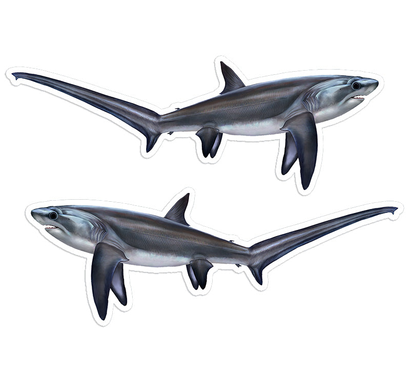 Thresher Shark 8 inch stickers left and right facing.