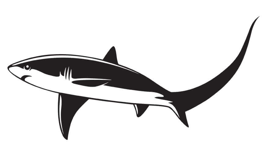 Thresher Shark decal left facing.