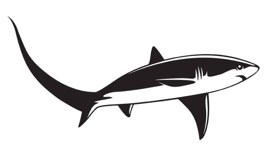 Thresher Shark decal right facing.