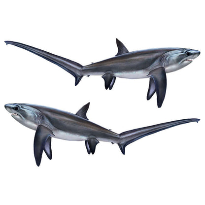 Thresher Shark large decals left and right facing.