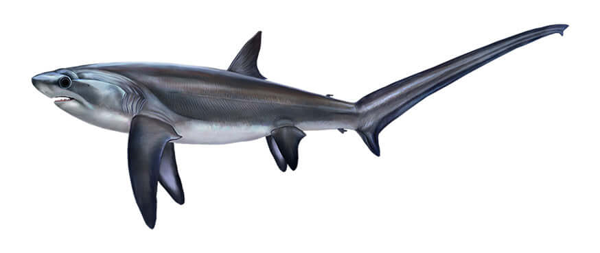 Thresher Shark large decal left facing.