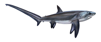 Thresher Shark large decal right facing.