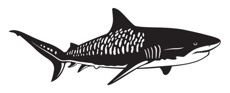 Tiger Shark wall decal in matte black, fully customizable size from 40" to 70", perfect for fish wall stickers and decor.