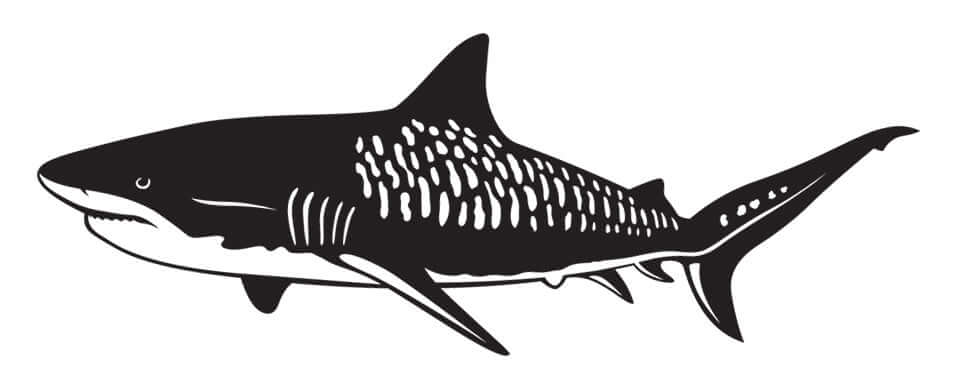 Black and white tiger shark wall decal, customizable from 40" to 70", perfect for fish wall decals. Add up to 10 lines of text.