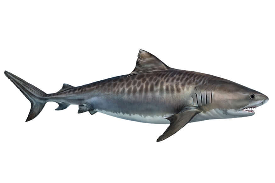 Tiger Shark Decals