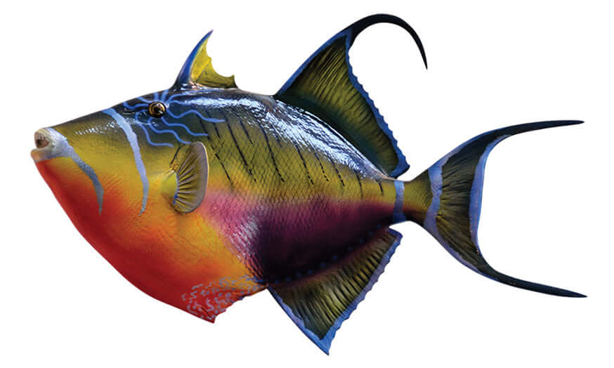 Triggerfish Wall Decals