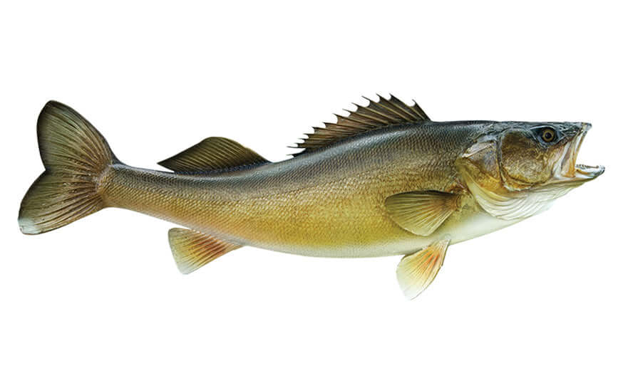 Walleye Decals