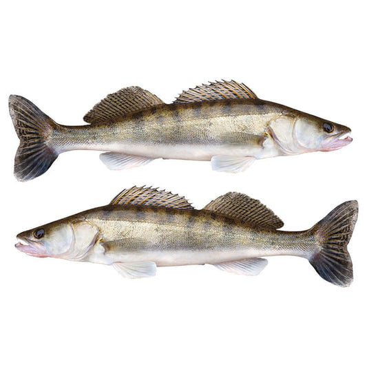 Walleye wall decals, 40"-70", fully customizable with text options. Perfect large fish wall decor for enthusiasts. Left and right facing decals.